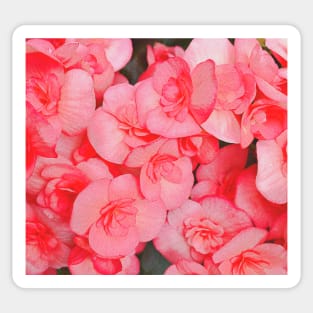 Pink Flowers Sticker